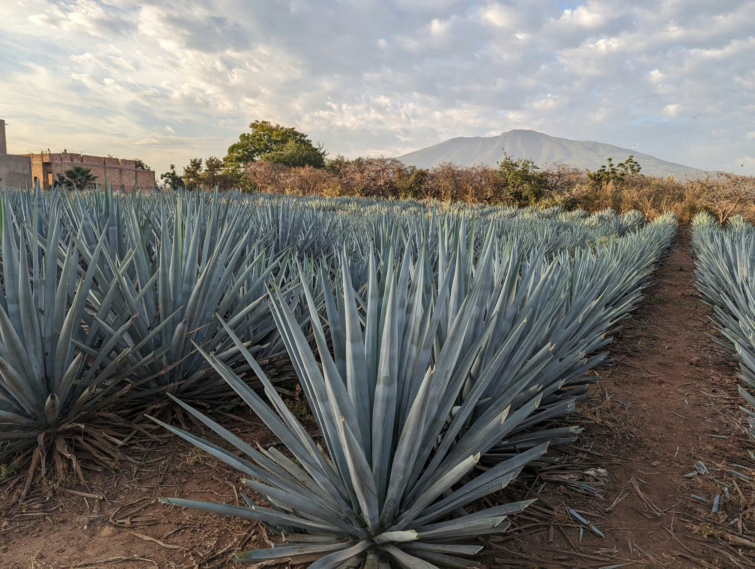 AGAVE STAGE D