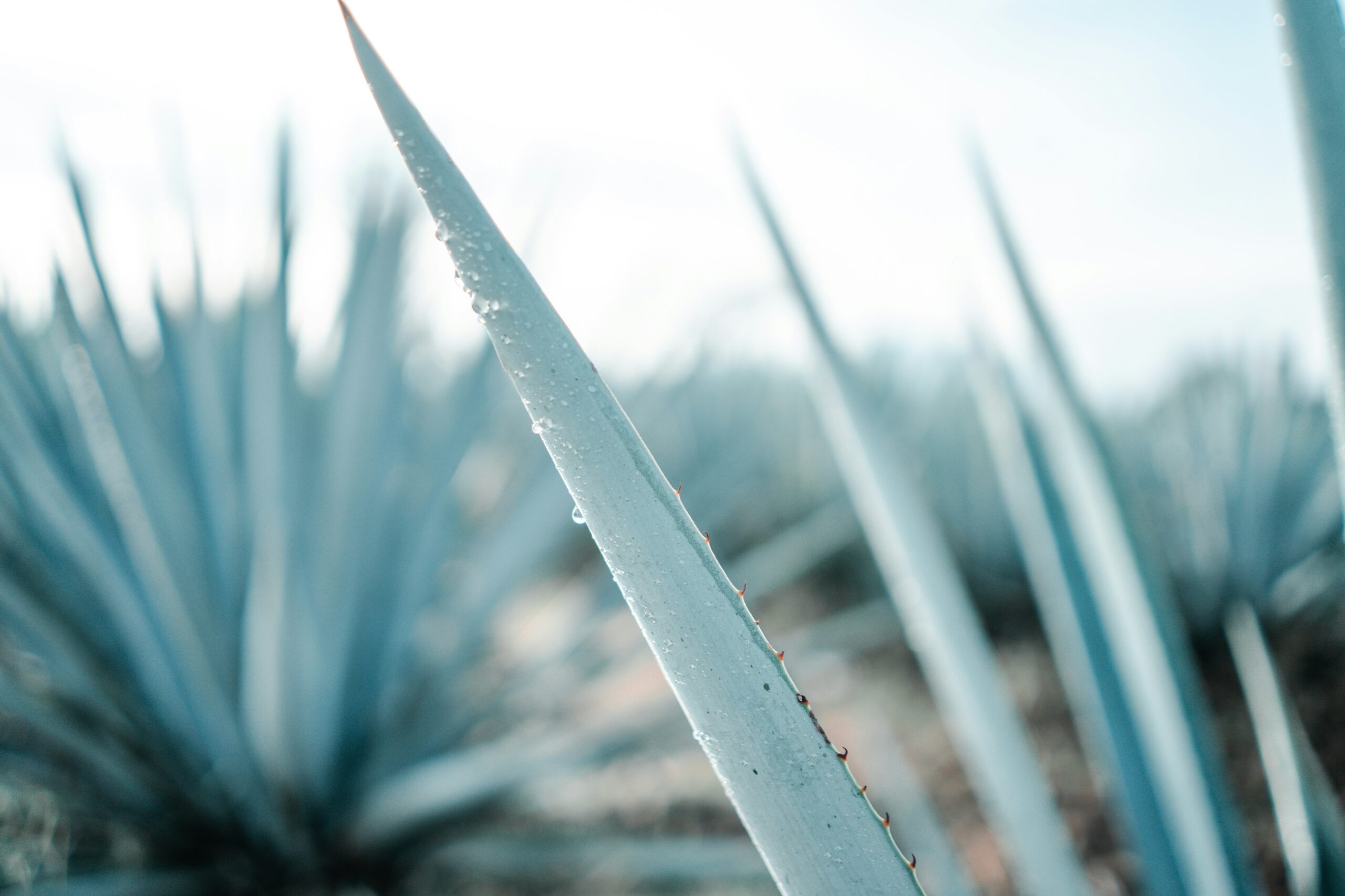AGAVE STAGE C